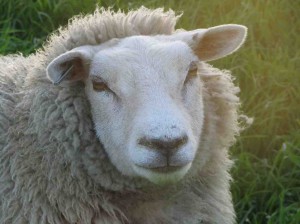 foto van een schaap