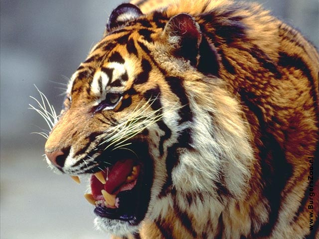 foto van een brullende tijger